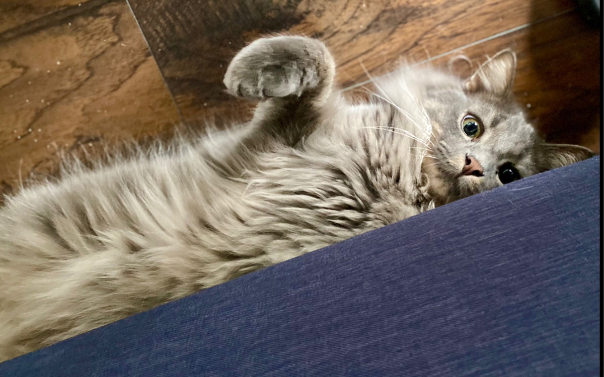 A casual cat