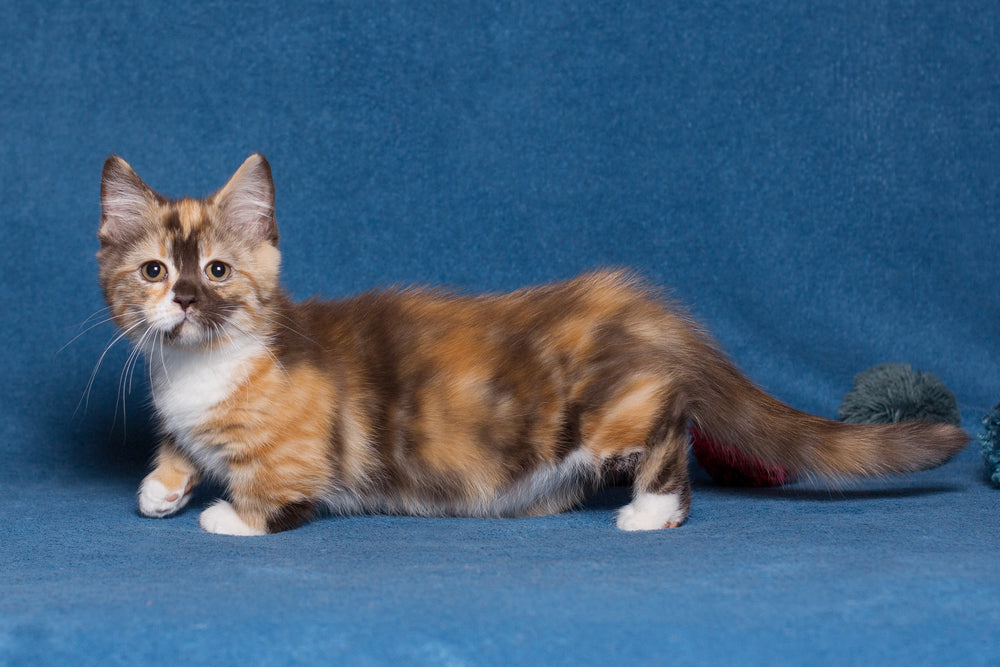 Tear Stain in Munchkin Cat