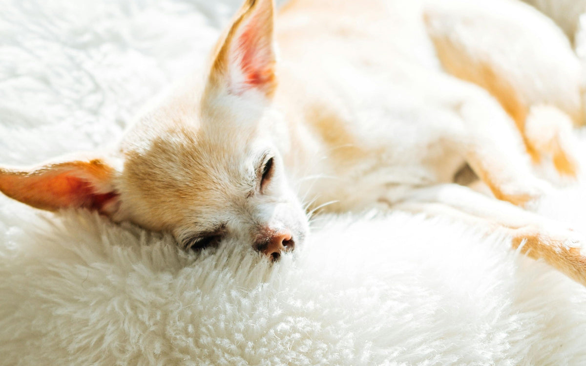 A Dog is Sleeping