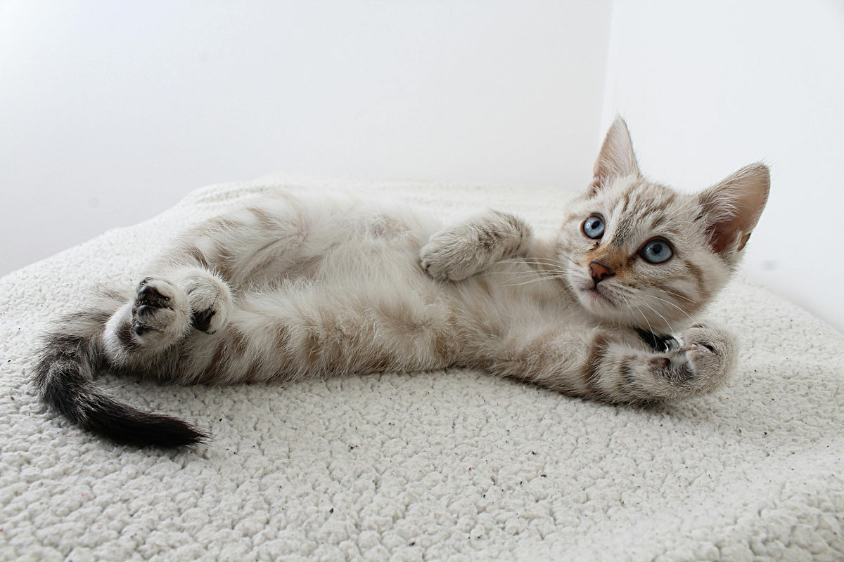 A cute cat
