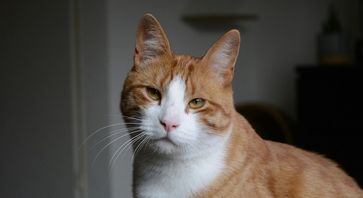 A Sad Cat
