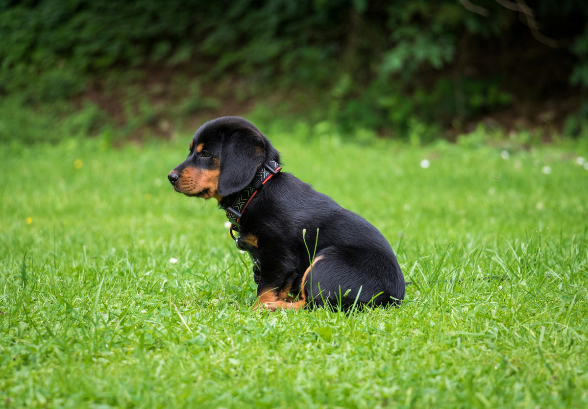 A Small Dog