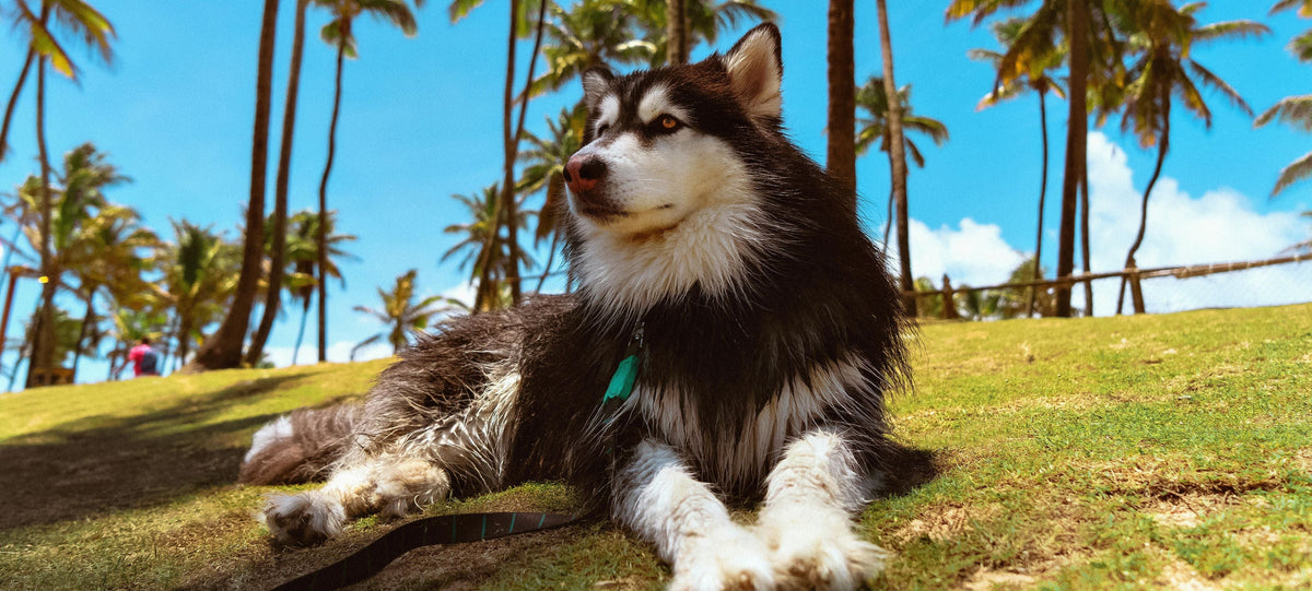 Alaskan Malamutes