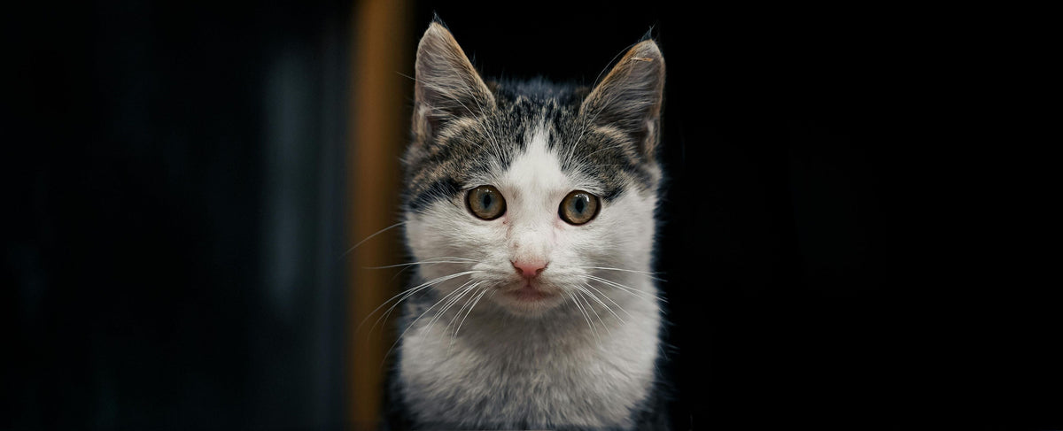 A cat is looking