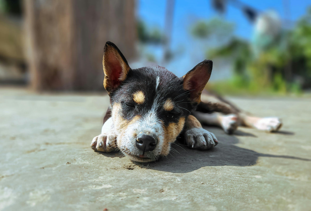 A Sleeping Dog
