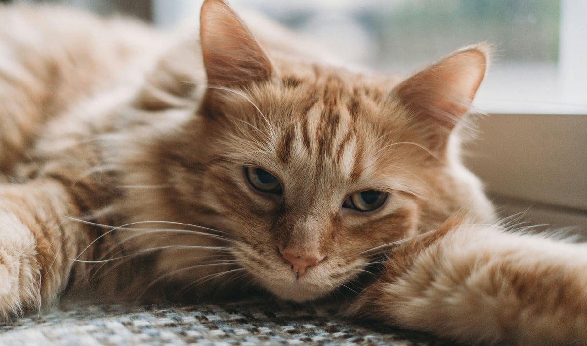 A Sad Cat