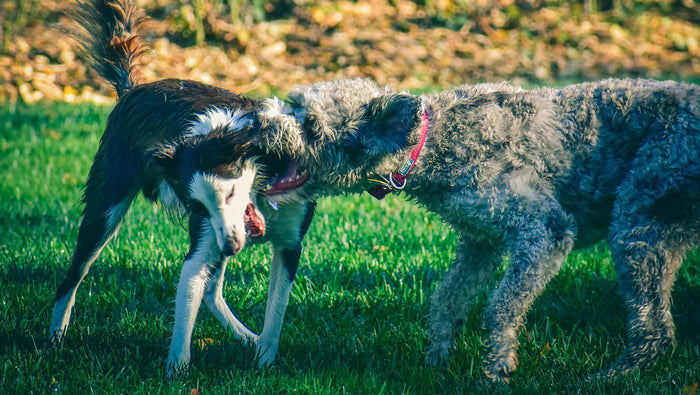 Two Dog Fighting