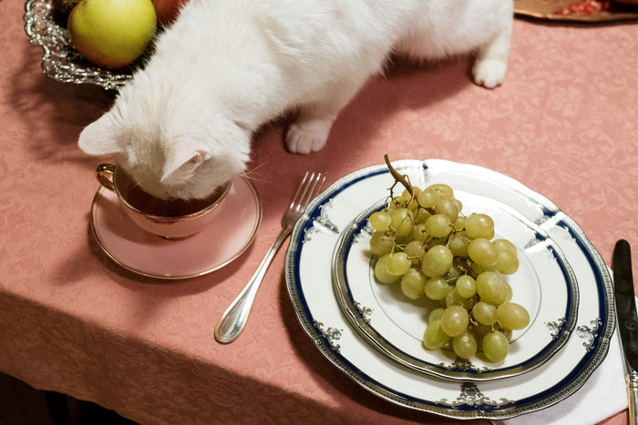 A Cat with Food