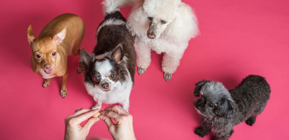 How to Train Your Dog: Practical Tips for Common Behavioral Challenges