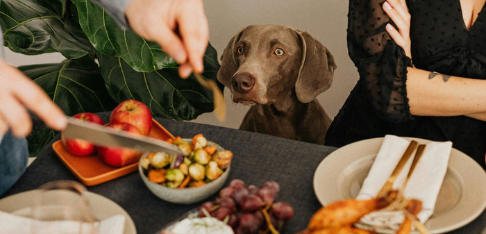 A dog looking at food.