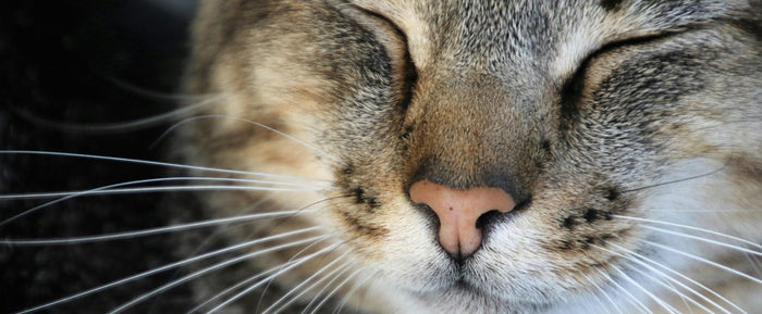 cat nose