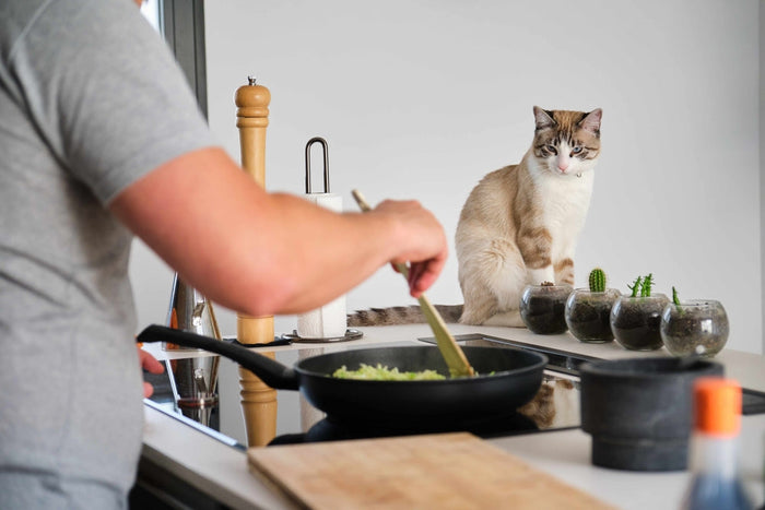 Cat standing in the kitchen