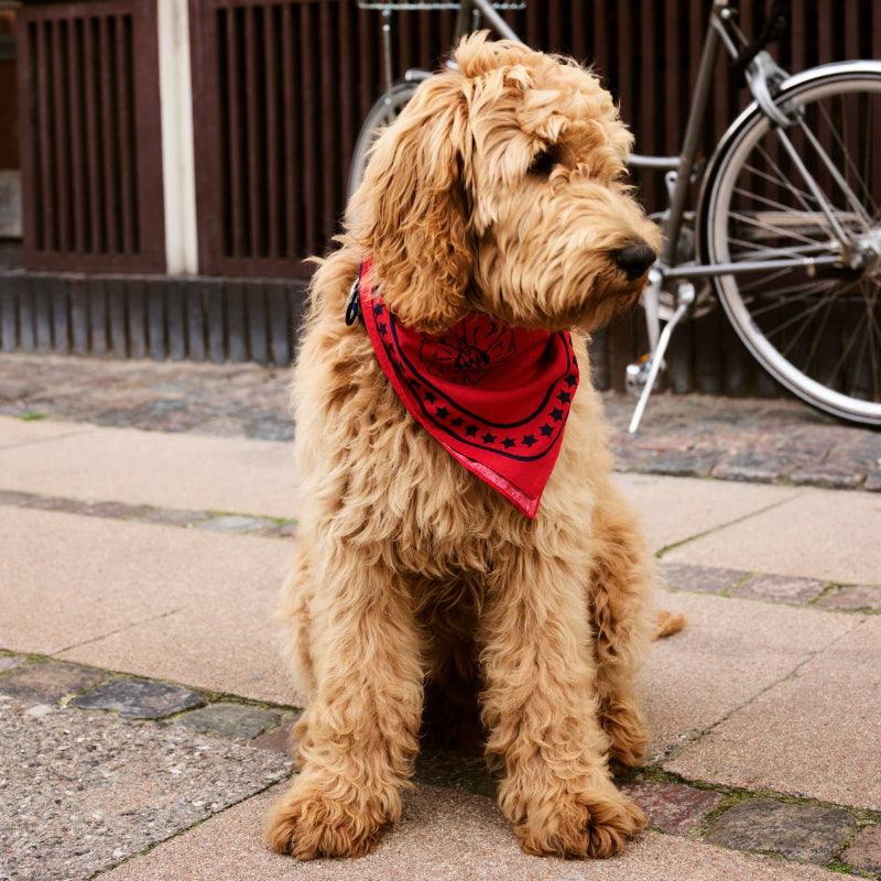 HAY® Colorful Pet Scarf - KIKOPALS