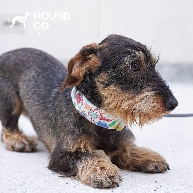 Hound Co.® Colorful Pet Collar - KIKOPALS