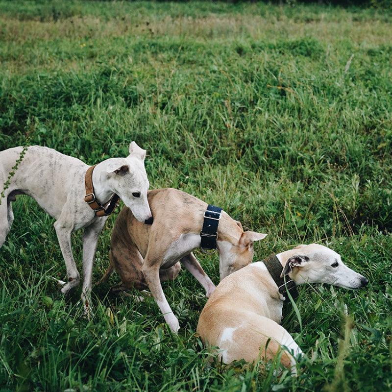 Hound Co.® Martingale Pet Collar - KIKOPALS