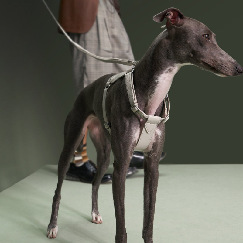 VOOCOO® Dog Leacher Leash & Harness Kit