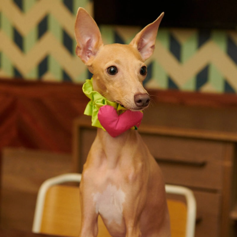 iiNeed® Heart-Shaped Pet Bibs & Scarves