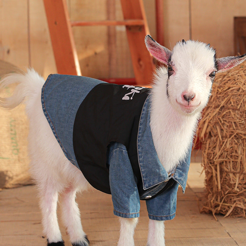 MookiPet® Detachable Denim Set for Dogs