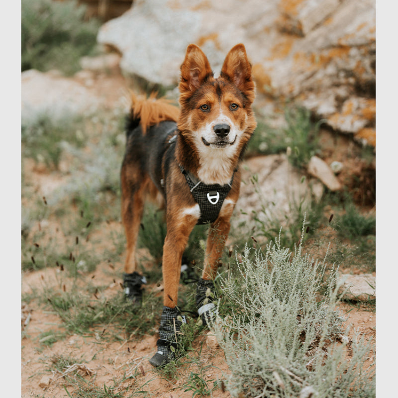 BlackDoggy® SCAPPO Outdoor Dog Boots – Durable & Waterproof