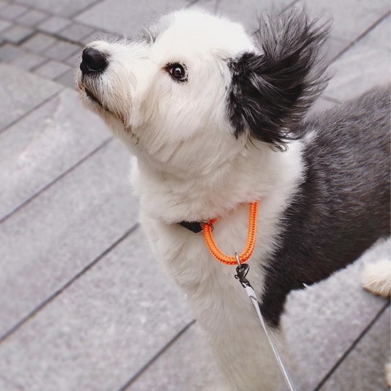 BeauGo® Pet Training Collar - KIKOPALS