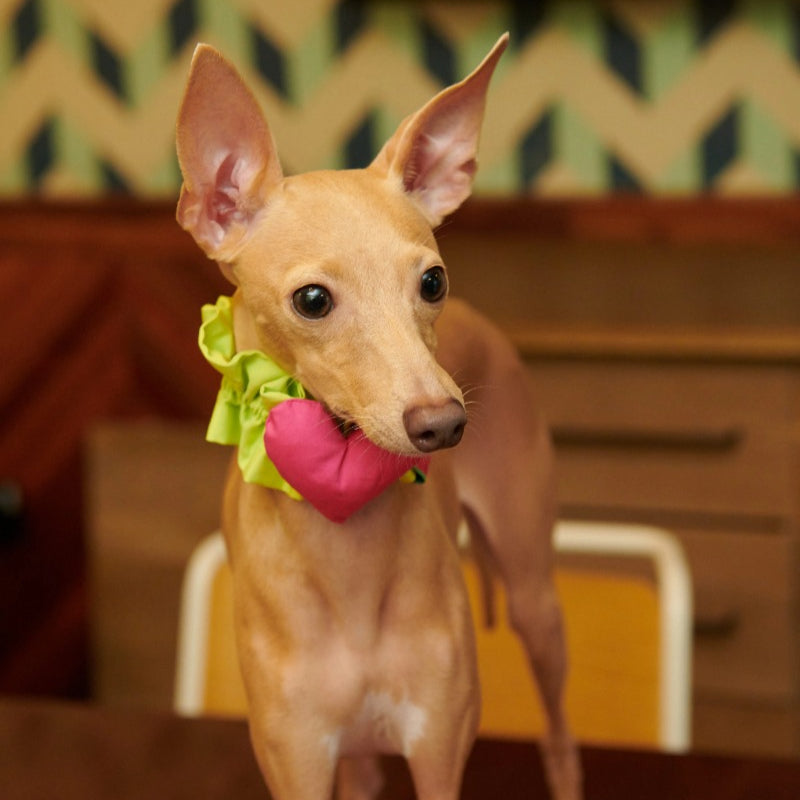 iiNeed® Heart-Shaped Pet Bibs & Scarves