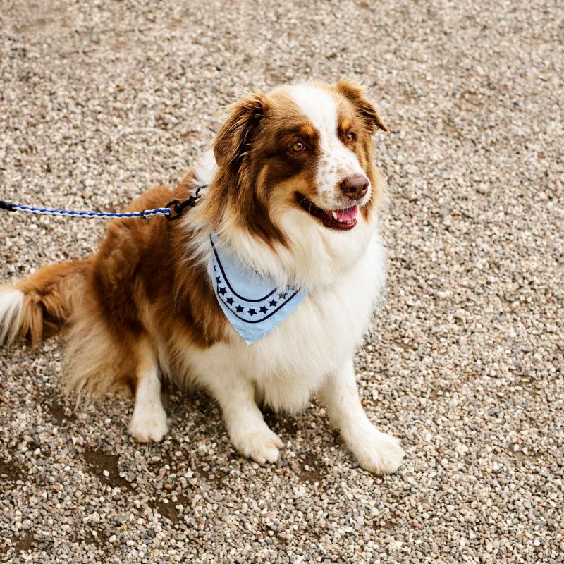 HAY® Colorful Pet Scarf - KIKOPALS