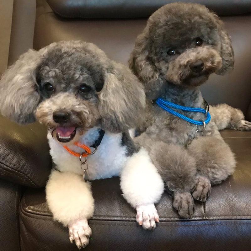 BeauGo® Pet Training Collar - KIKOPALS