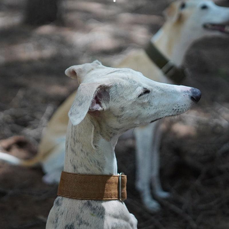 Hound Co.® Pine Brown Pet Collar - KIKOPALS