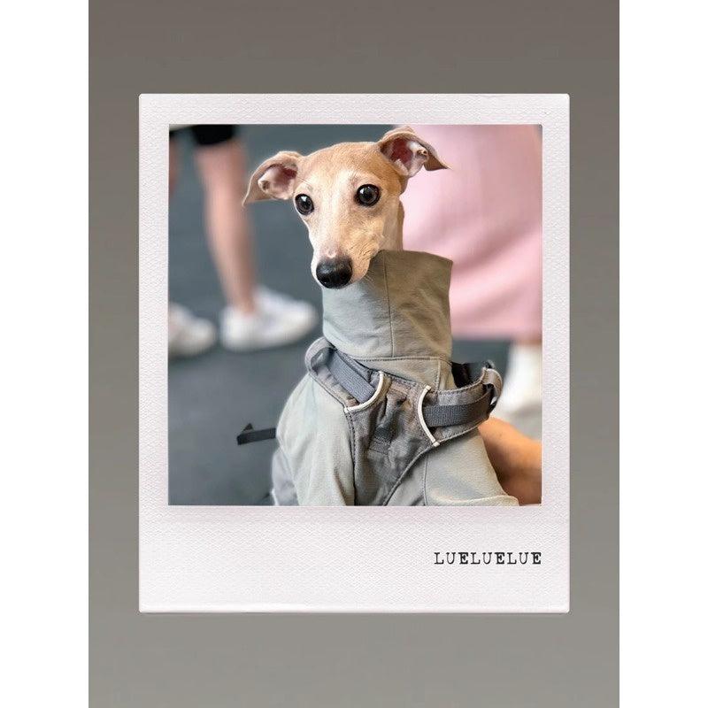 GASU® Sleek Nylon Whippet Dog Outfit - KIKOPALS