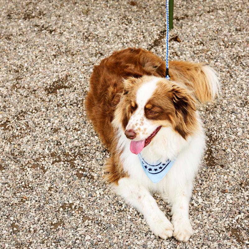 HAY® Pet Collar / Leash - KIKOPALS