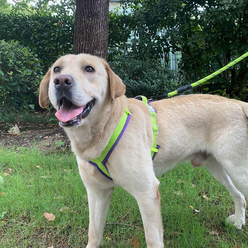 KIKOPALS® Adjustable No-Pull Dog Harness - KIKOPALS