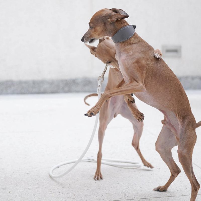 Hound Co.® Vegan Series Pet Collar & Leash Set - KIKOPALS