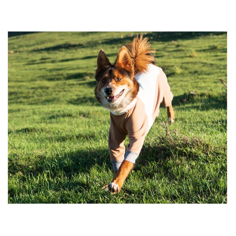 BlackDoggy® Merino Four-Legged Warmth Suit for Dogs