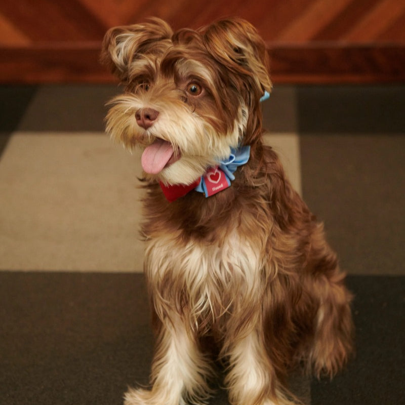 iiNeed® Heart-Shaped Pet Bibs & Scarves