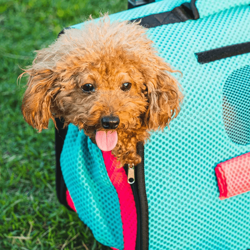 HELLODOGGY® Collapsible Portable Rolling Pet Carrier Backpack - KIKOPALS