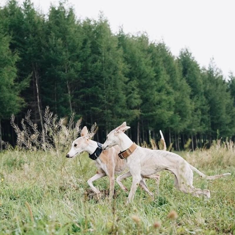 Hound Co.® Pine Brown Pet Collar - KIKOPALS