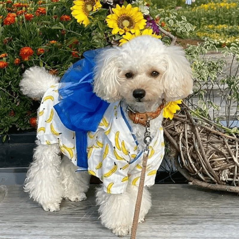 Radica® Pet Kimono - KIKOPALS