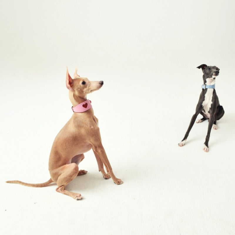 iiNeed® Leather Heart Collar for Whippets Dog