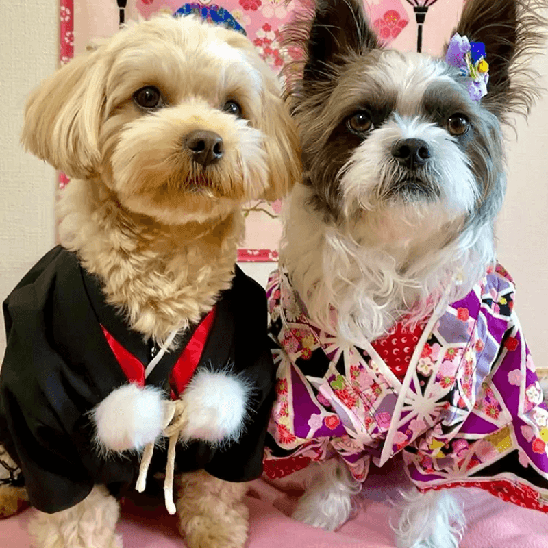 Radica® Pet Kimono Costume - KIKOPALS