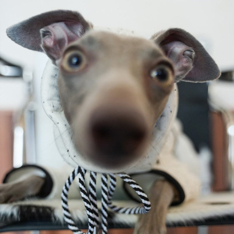 egge® School Uniform Hoodie - White & Blue for Dogs