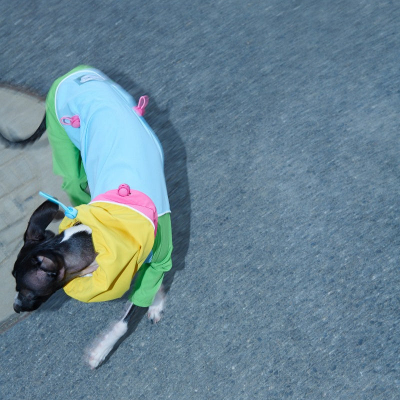 iiNeed® Waterproof Jacket Color-Block for Dogs