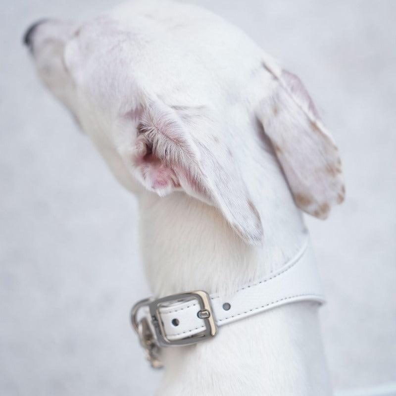 Hound Co.® Vegan Series Pet Collar & Leash Set - KIKOPALS
