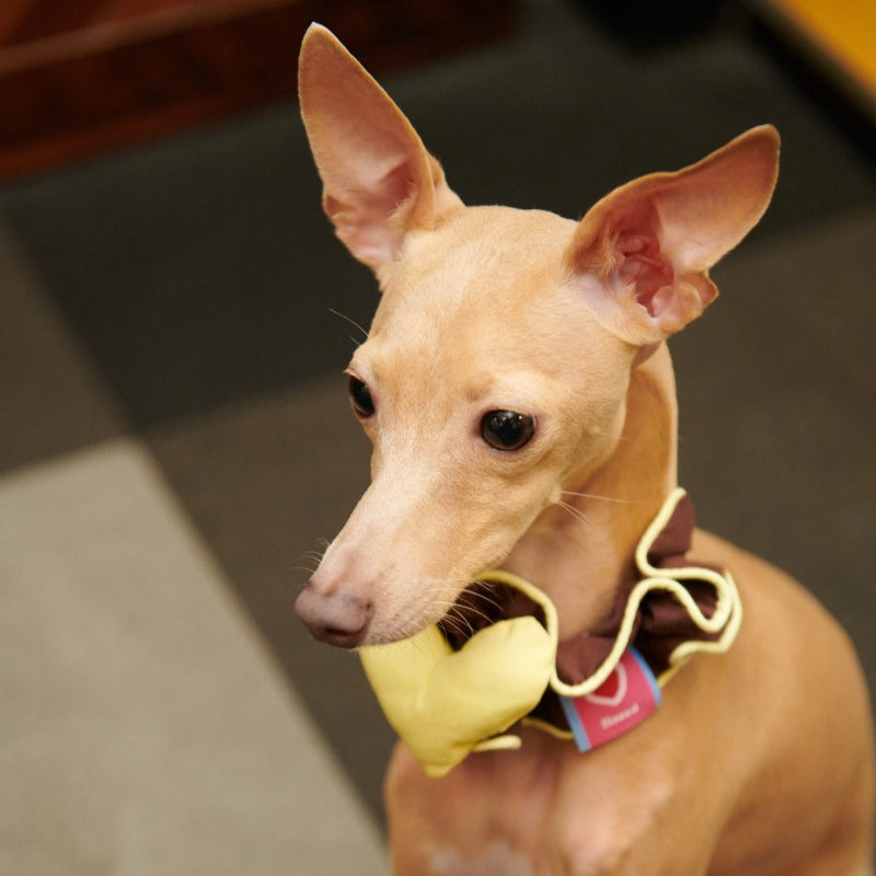 iiNeed® Heart-Shaped Pet Bibs & Scarves