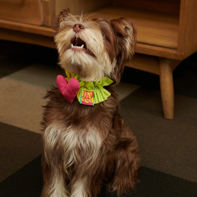 iiNeed® Heart-Shaped Pet Bibs & Scarves