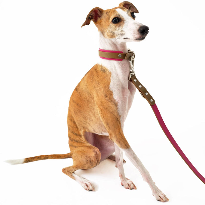 Nuoz® Double Color Leather Pet Collar for Dogs