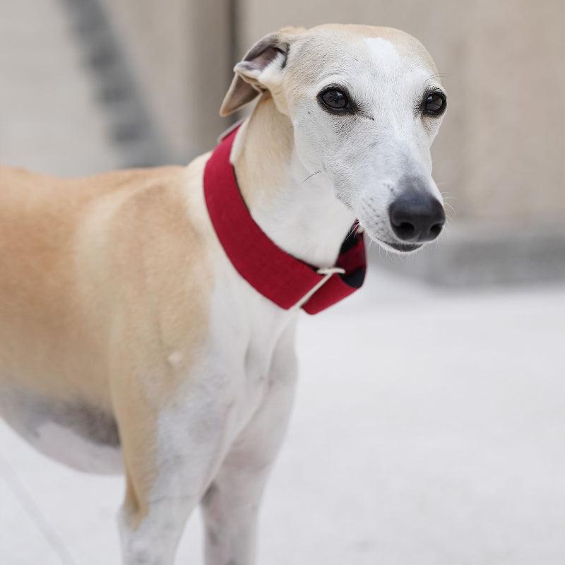 Hound Co.® Anti-Escape Dog Collar - KIKOPALS