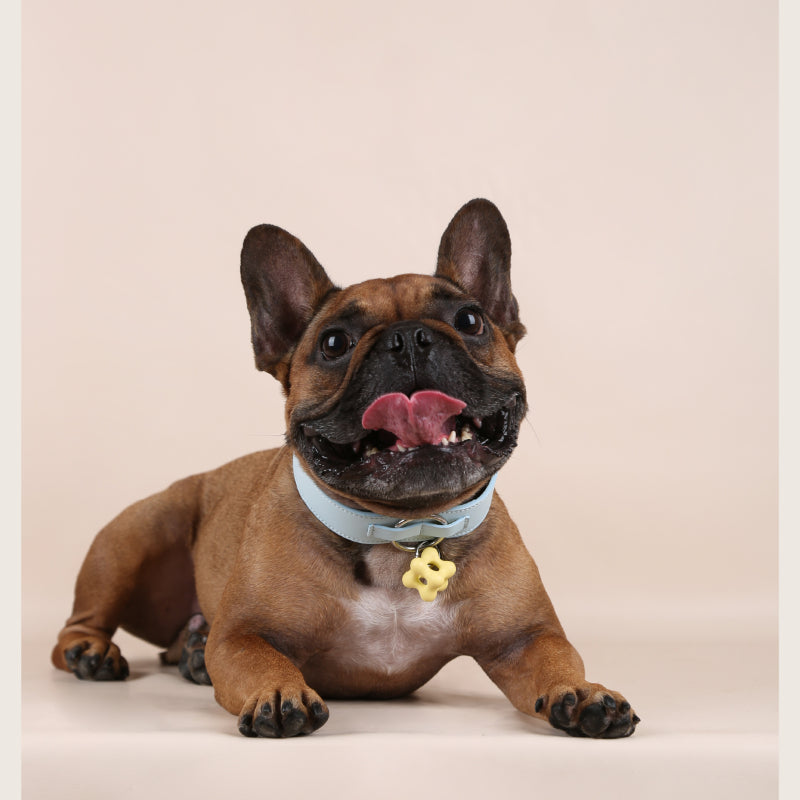 Dottylab® Leather Flower Pet Collar