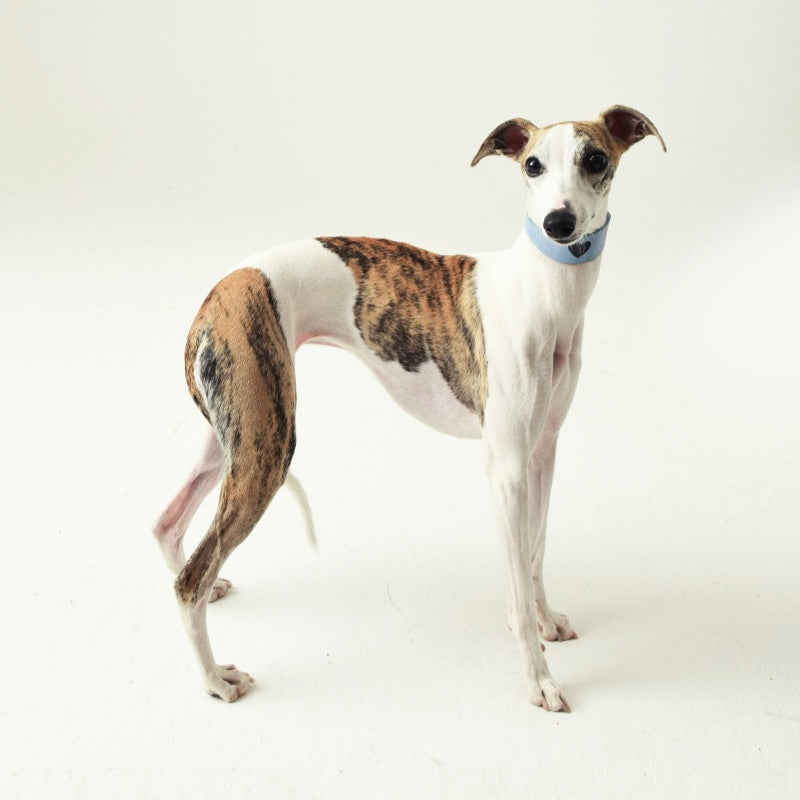 iiNeed® Leather Heart Collar for Whippets Dog