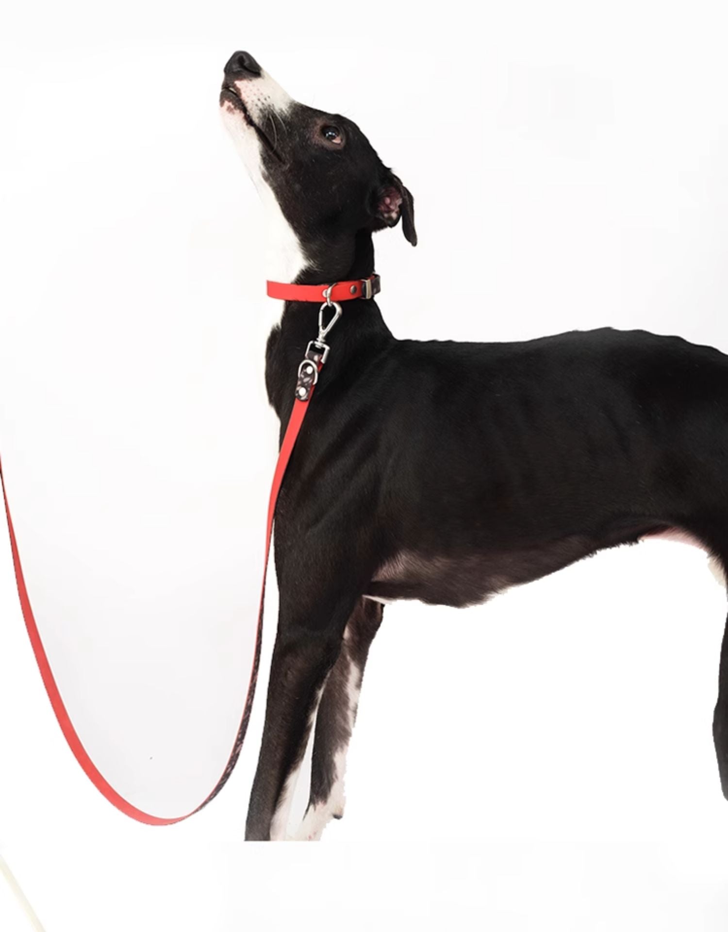 Nuoz® U Series Dog Leash - Durable and Stylish