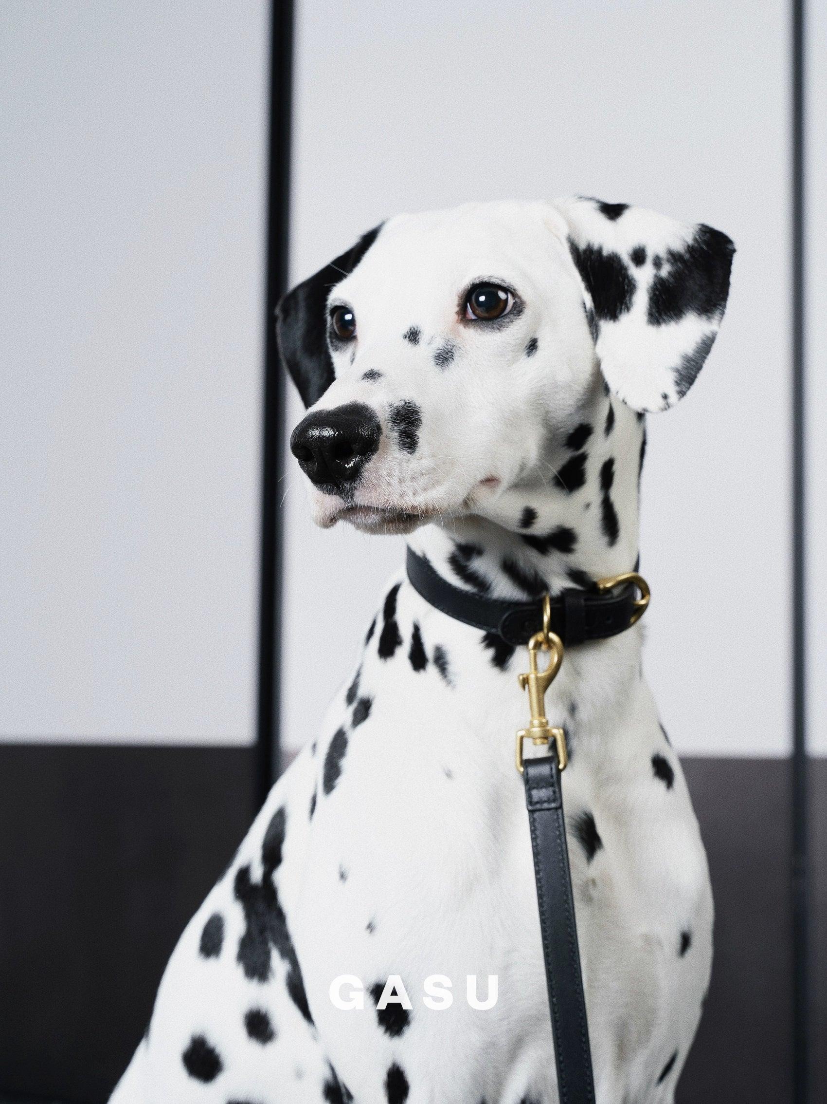 GASU® Soft Italian Leather Pet Collar - KIKOPALS